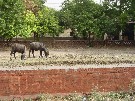 A couple of water buffaloes - grazing